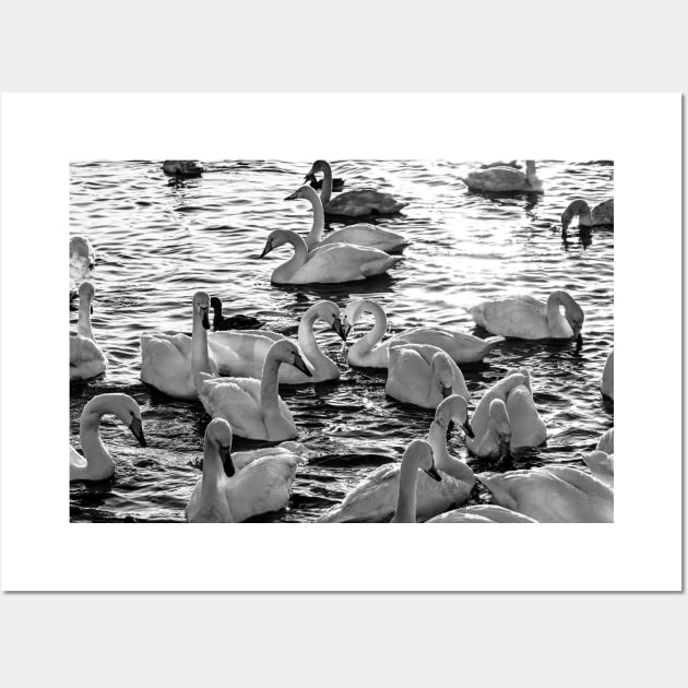 Swan Love B&W Wall Art by Kate-P-